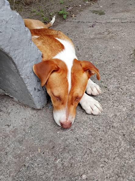 Foto del avistamiento de perro