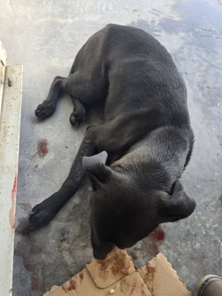 Dog sighting photo
