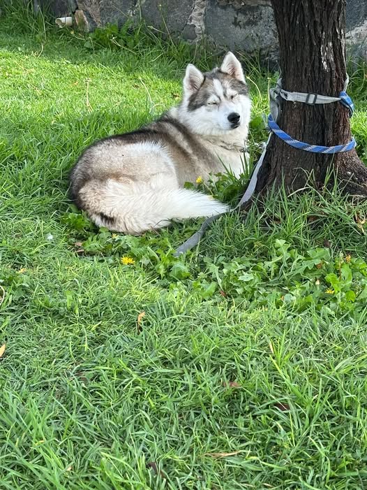 Foto del avistamiento de perro