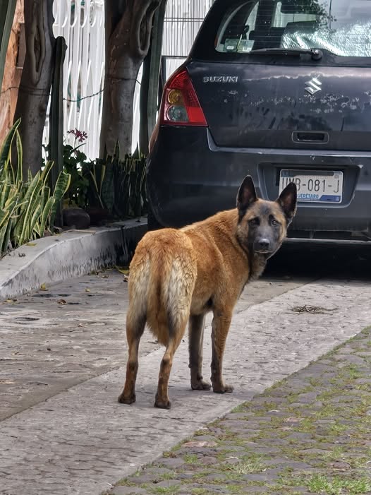 Foto del avistamiento de perro