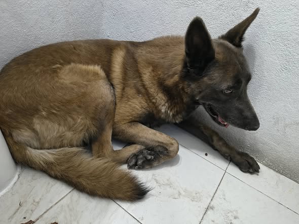 Dog sighting photo
