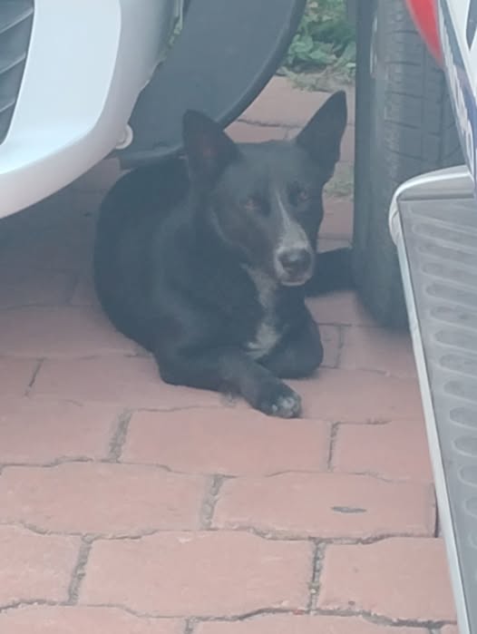 Dog sighting photo