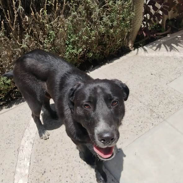 Foto del avistamiento de perro