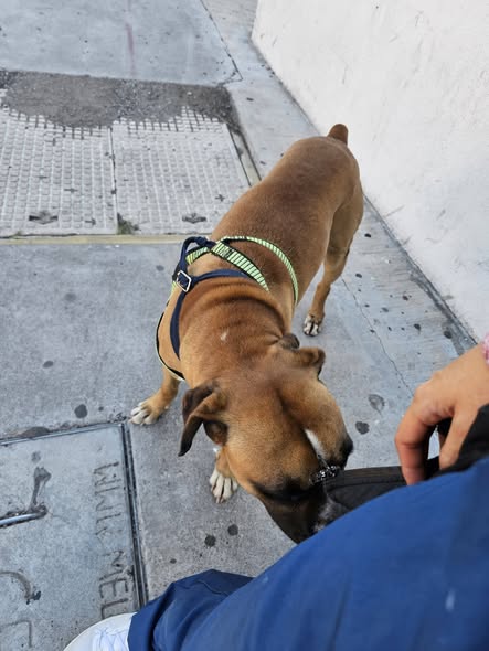 Dog sighting photo