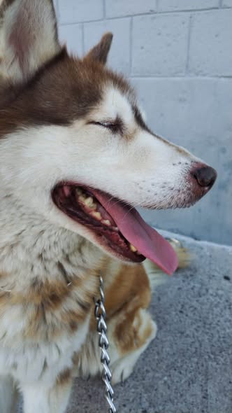 Dog sighting photo