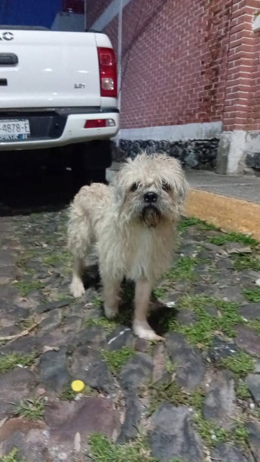 Foto del avistamiento de perro