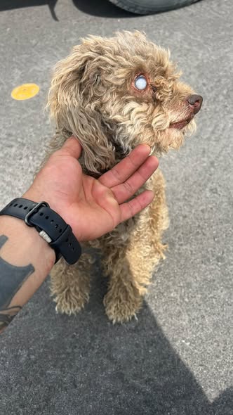 Dog sighting photo