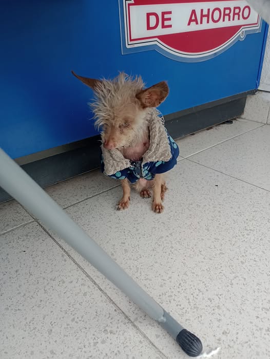 Foto del avistamiento de perro