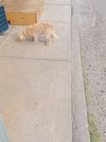 Dog sighting photo