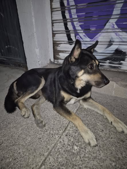 Foto del avistamiento de perro