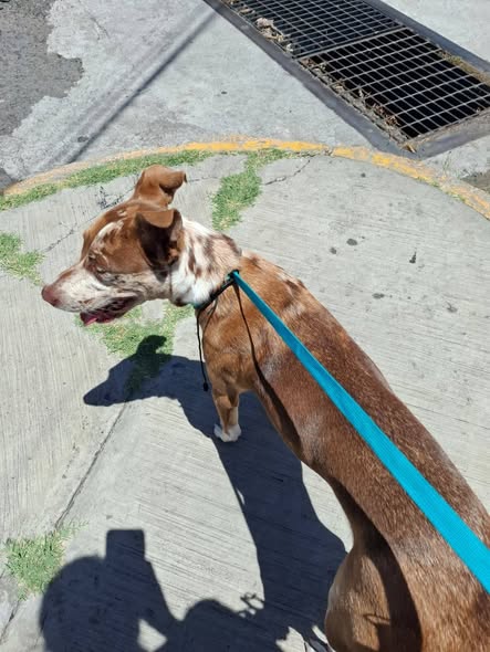 Dog sighting photo