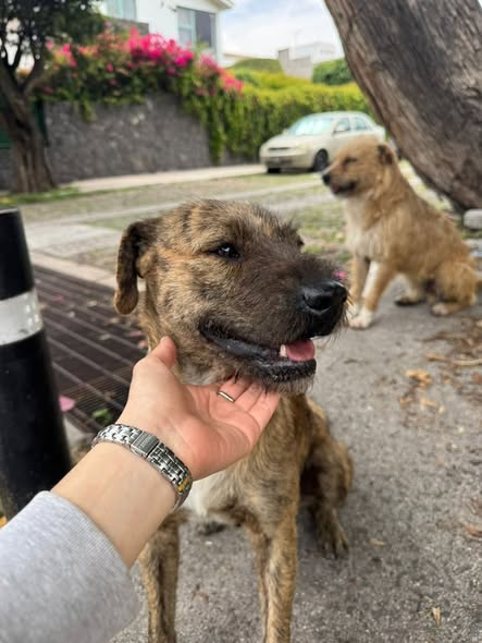 Foto del avistamiento de perro
