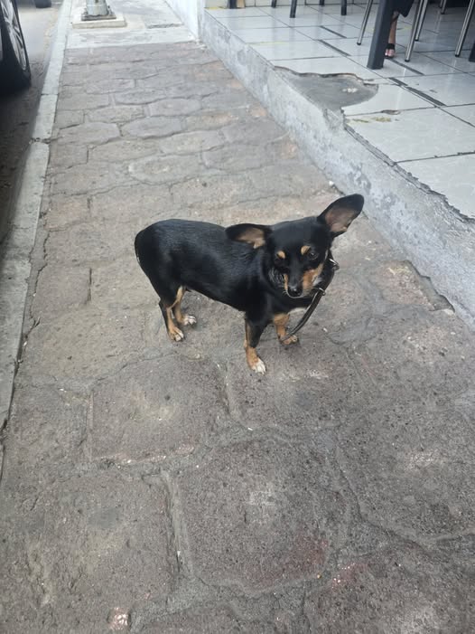 Foto del avistamiento de perro
