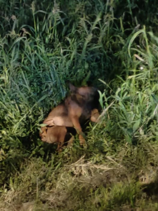 Foto del avistamiento de perro