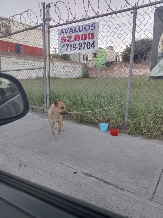 Dog sighting photo