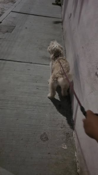 Foto del avistamiento de perro
