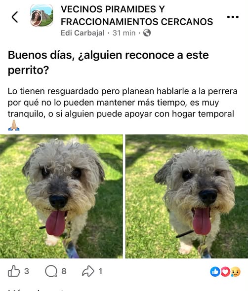 Dog sighting photo
