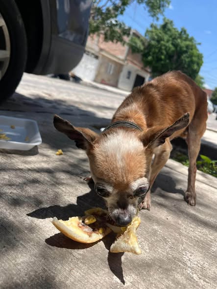 Foto del avistamiento de perro