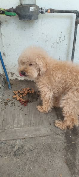 Dog sighting photo
