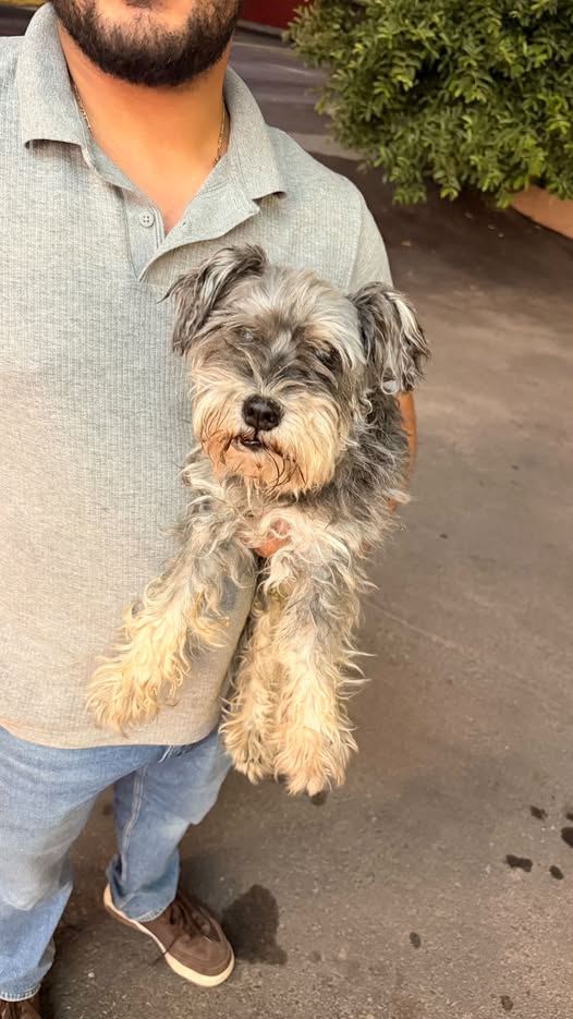 Dog sighting photo