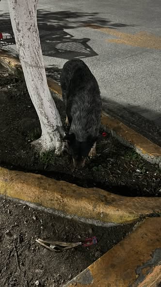 Foto del avistamiento de perro