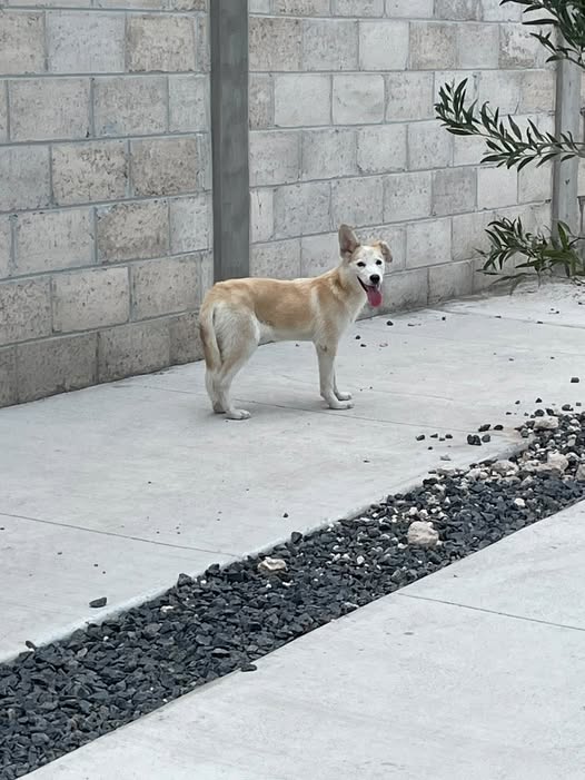 Foto del avistamiento de perro