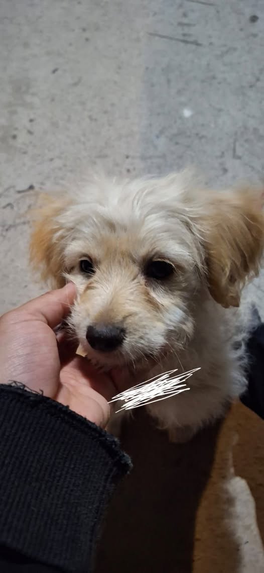 Dog sighting photo