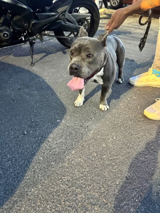 Dog sighting photo
