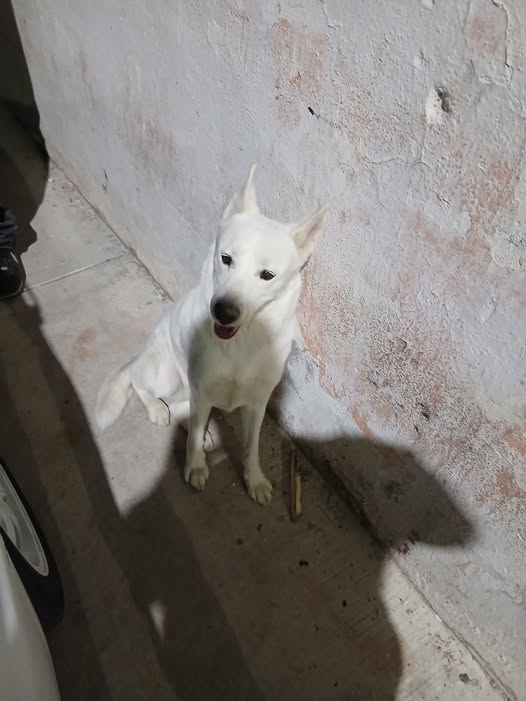 Dog sighting photo