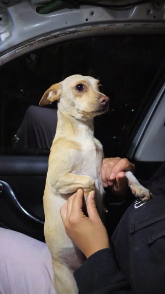 Foto del avistamiento de perro