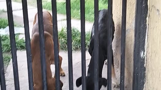 Dog sighting photo