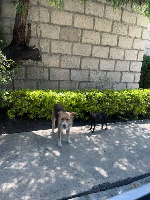 Foto del avistamiento de perro