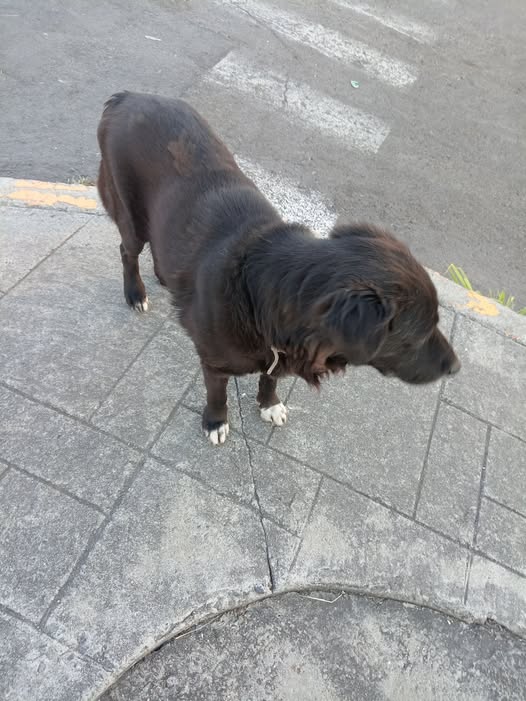 Dog sighting photo