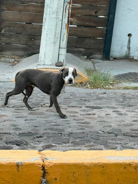 Foto del avistamiento de perro