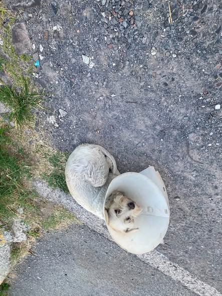Foto del avistamiento de perro