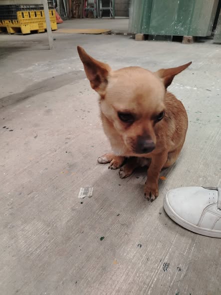 Foto del avistamiento de perro