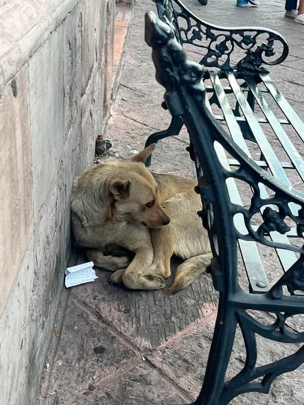 Foto del avistamiento de perro