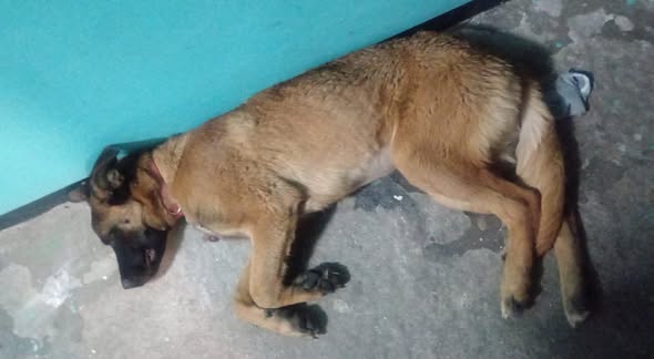 Foto del avistamiento de perro