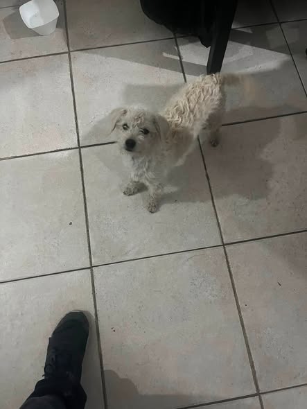 Foto del avistamiento de perro
