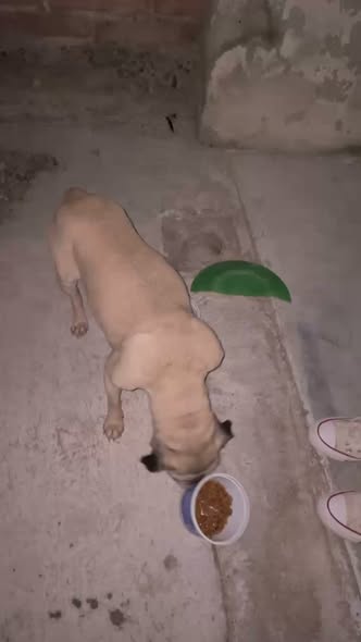 Foto del avistamiento de perro