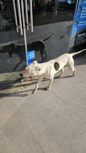 Foto del avistamiento de perro