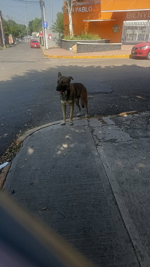 Foto del avistamiento de perro