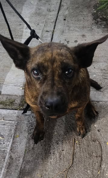 Dog sighting photo