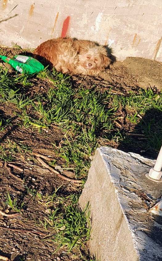 Foto del avistamiento de perro