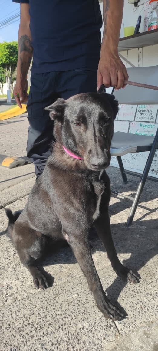 Foto del avistamiento de perro