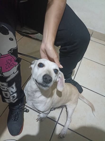 Dog sighting photo