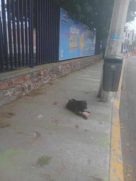 Foto del avistamiento de perro