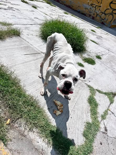 Foto del avistamiento de perro