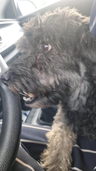 Dog sighting photo