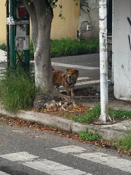Dog sighting photo